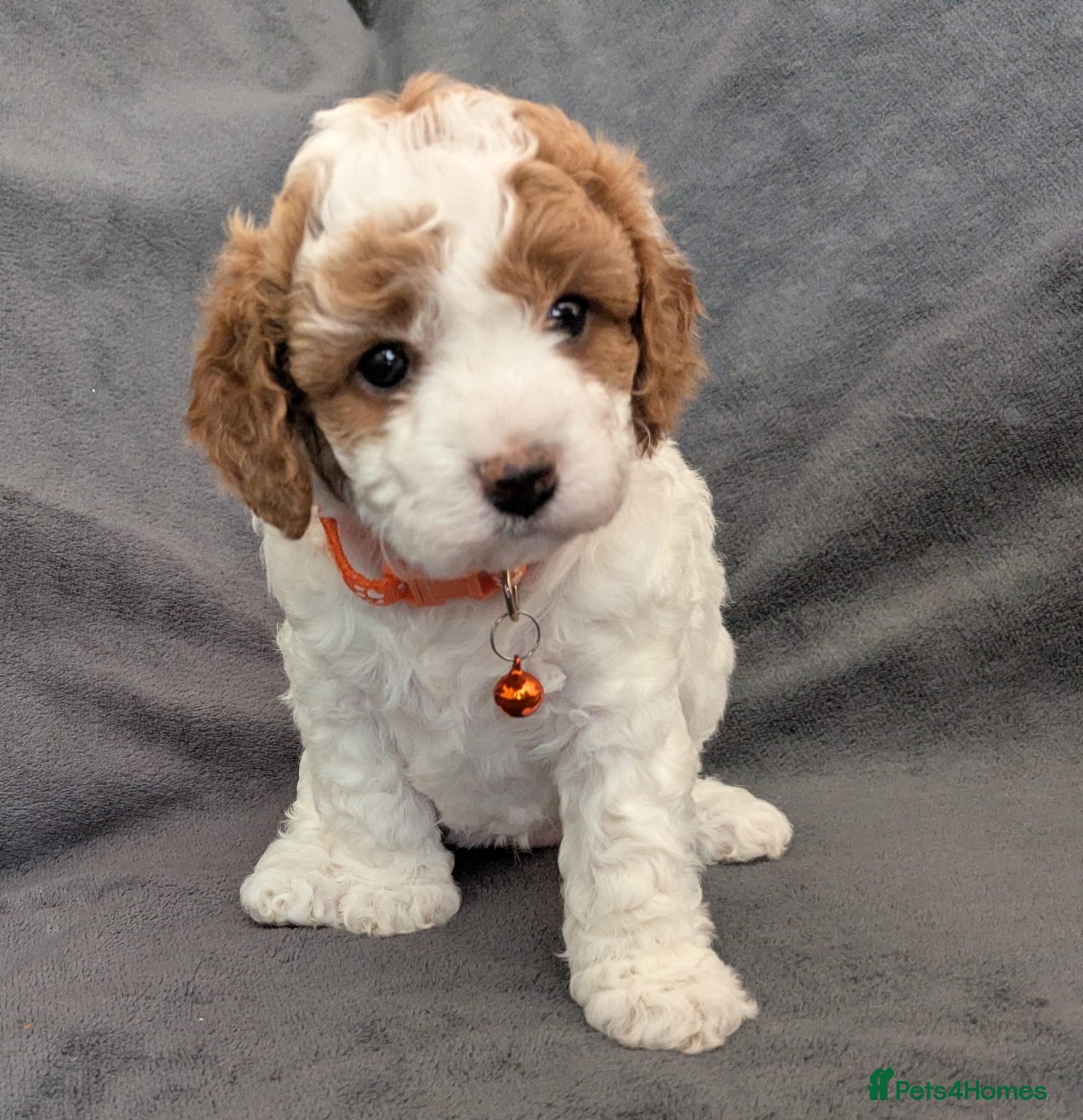Cavapoo dogs Adorable Cavapoo Puppies From Licensed Breeder - Advert 2