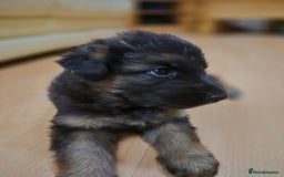 German Shepherd dogs for sale: Straight back German shepherd puppies for sale - Image 10