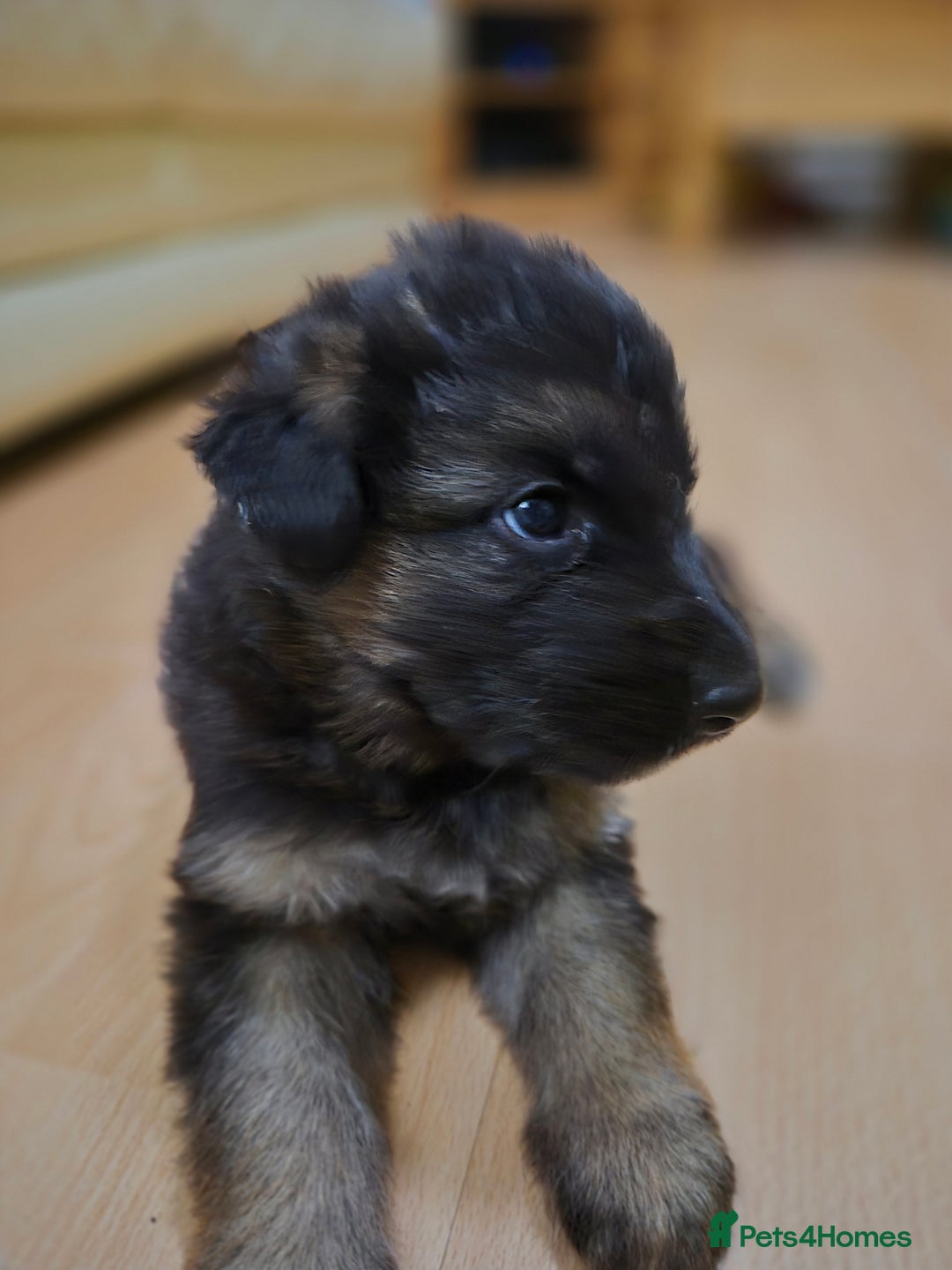 German Shepherd dogs for sale: Straight back German shepherd puppies for sale - Image 10