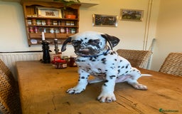 Dalmatian dogs for sale: Absolutely stunning liver puppy  - Image 6