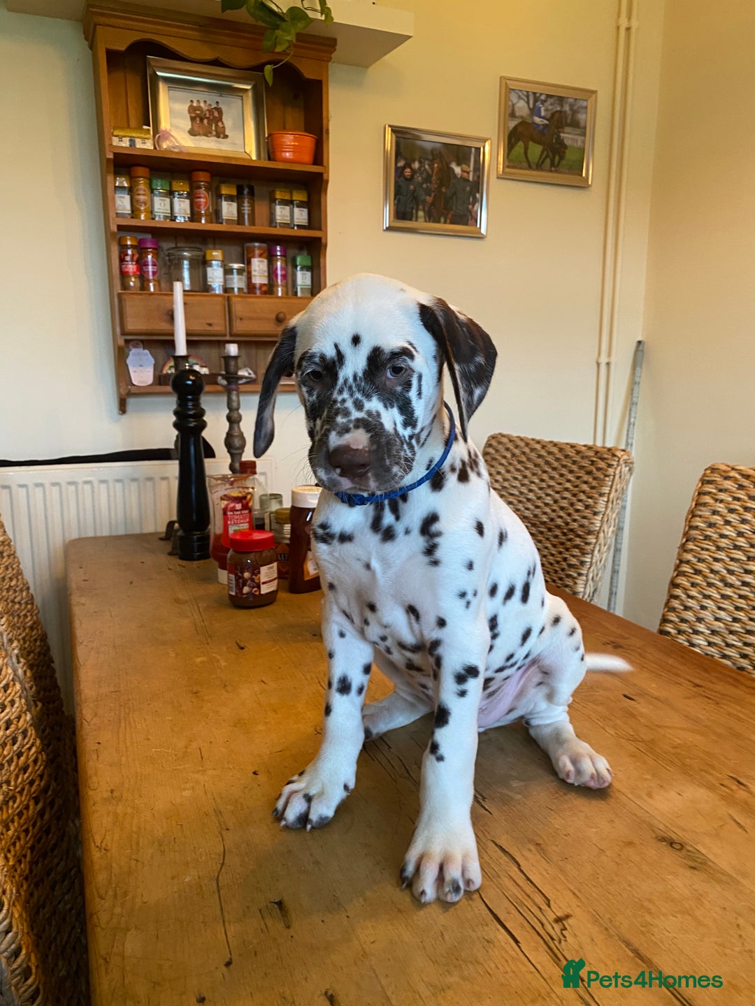 Dalmatian dogs for sale: Absolutely stunning liver puppy  - Image 6