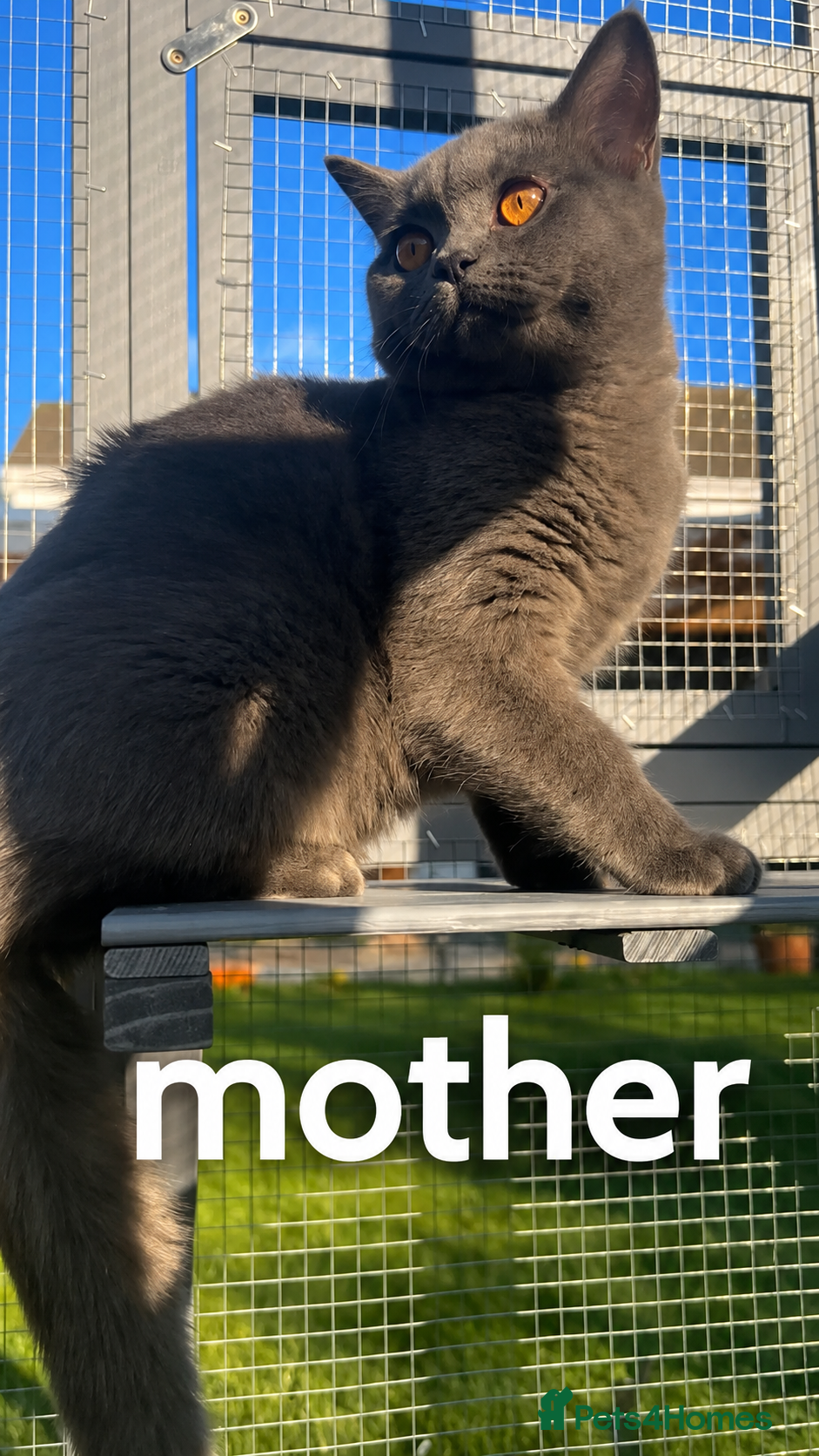 Mixed Breed cats for sale: 3 Little kittens  in Basildon - Advert 18