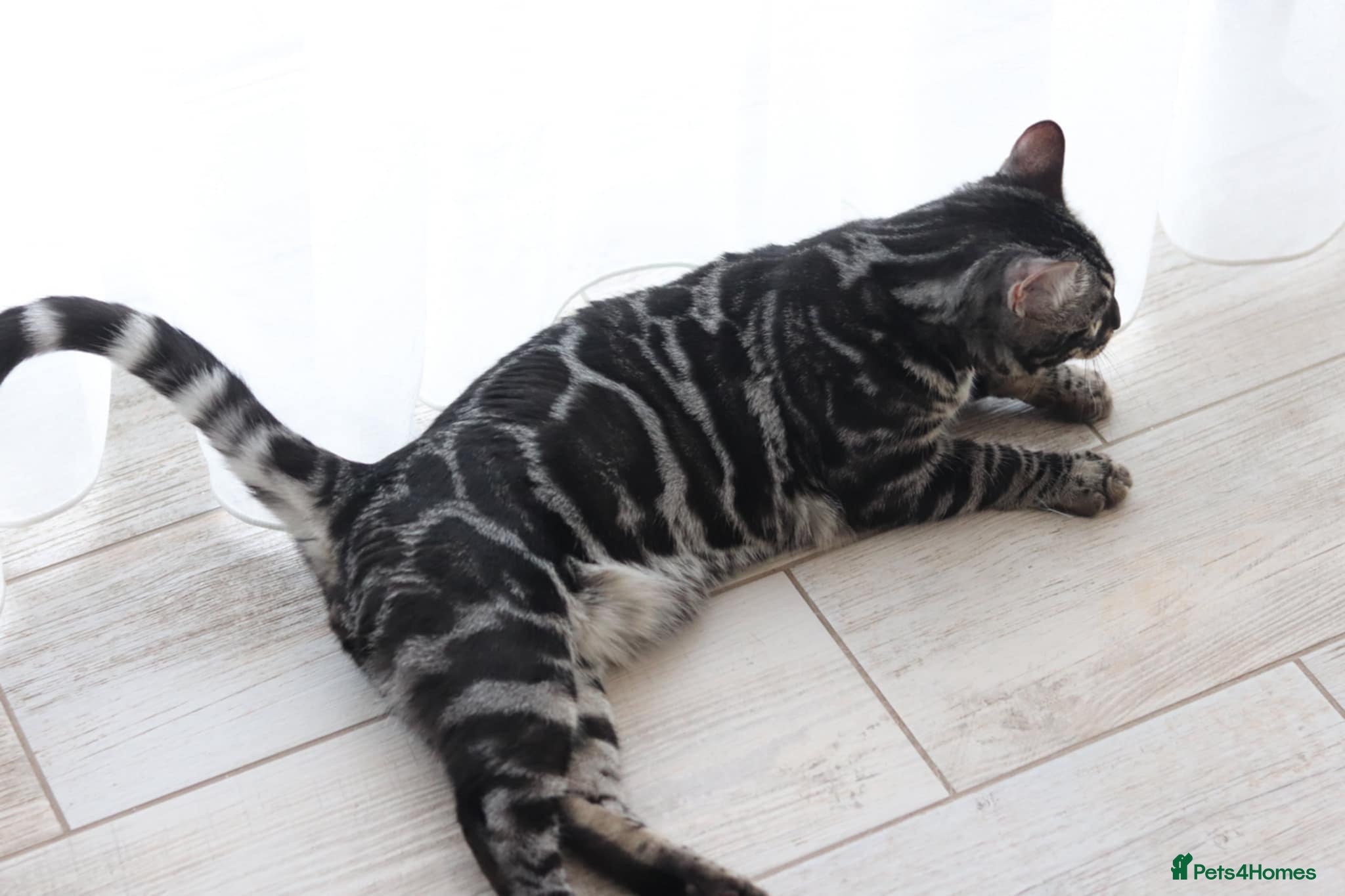 Bengal cats OUTSTANDING SILVER CHARCOAL BENGAL STUD - Advert 3