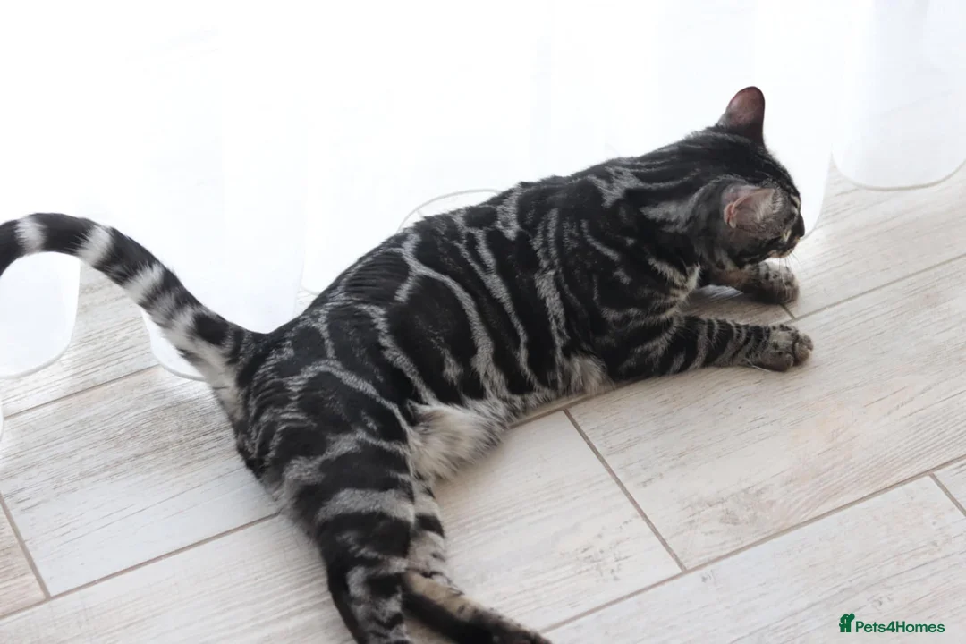 Bengal cats for stud: OUTSTANDING SILVER CHARCOAL BENGAL STUD - Advert 19