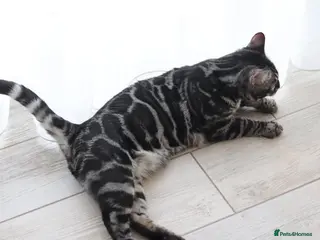 Bengal cats OUTSTANDING SILVER CHARCOAL BENGAL STUD - Advert 3