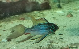 Catfish fish for sale: German Rams Various kinds - Image 6