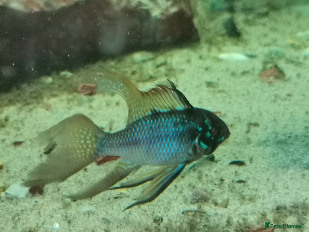Catfish fish for sale: German Rams Various kinds - Image 6