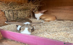 Dutch rabbits for sale: Baby Dutch Rabbits For Sale - Coventry - Image 9