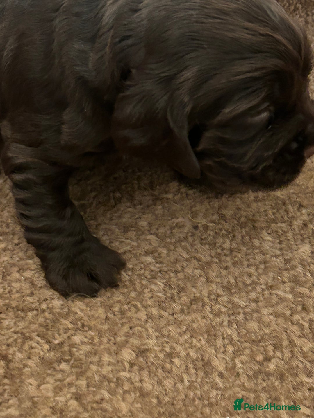 Cocker Spaniel dogs for sale: 🐾🐶 SHOW TYPE COCKER SPANIELS🐶🐾 - Image 21