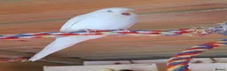 Budgerigars birds for sale: Baby budgies, easily tamed  - Advert 2