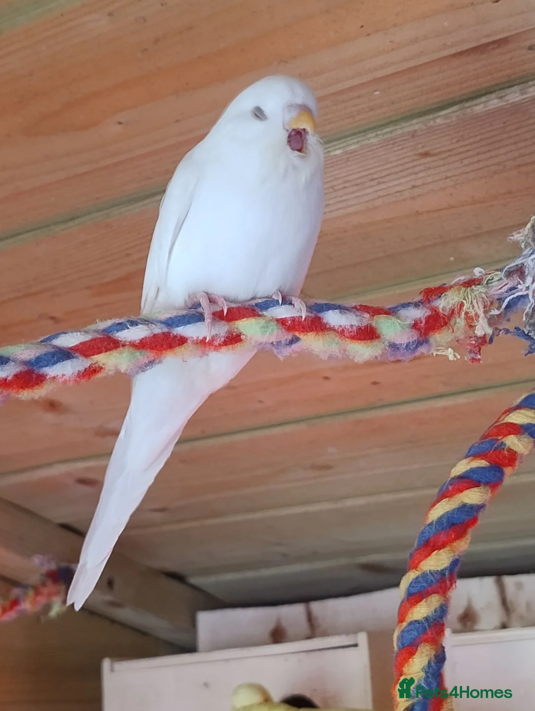 Budgerigars birds for sale: Baby budgies, easily tamed  - Advert 2