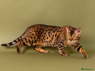 Bengal cats in Barnsley - Advert 4