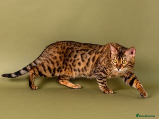 Bengal cats Stud cat Tica actives 5 generations pedigree in Barnsley - Advert 3