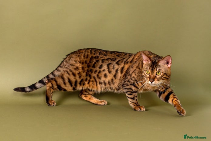 Bengal cats in Barnsley - Advert 14