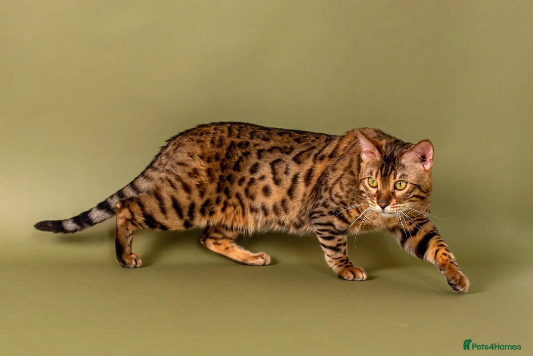 Bengal cats for stud: Stud cat Tica actives 5 generations pedigree  in Barnsley - Advert 1
