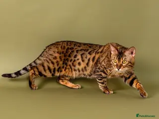 Bengal cats Stud cat Tica actives 5 generations pedigree in Barnsley - Advert 2