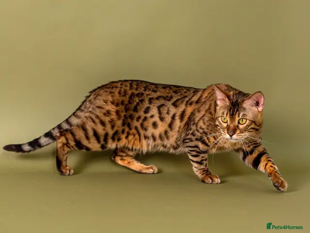 Bengal cats Stud cat Tica actives 5 generations pedigree - Advert 4