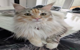 Maine Coon cats for sale: Beautiful Female Maine Coon Sisters 18 months old - Advert 3