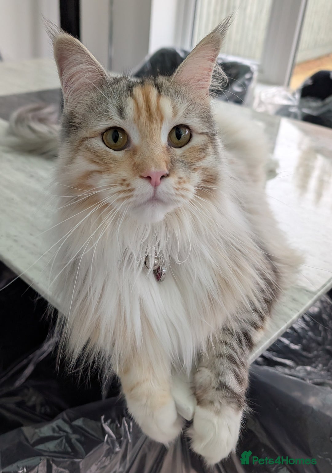 Maine Coon cats for sale: Beautiful Female Maine Coon Sisters 18 months old - Advert 3
