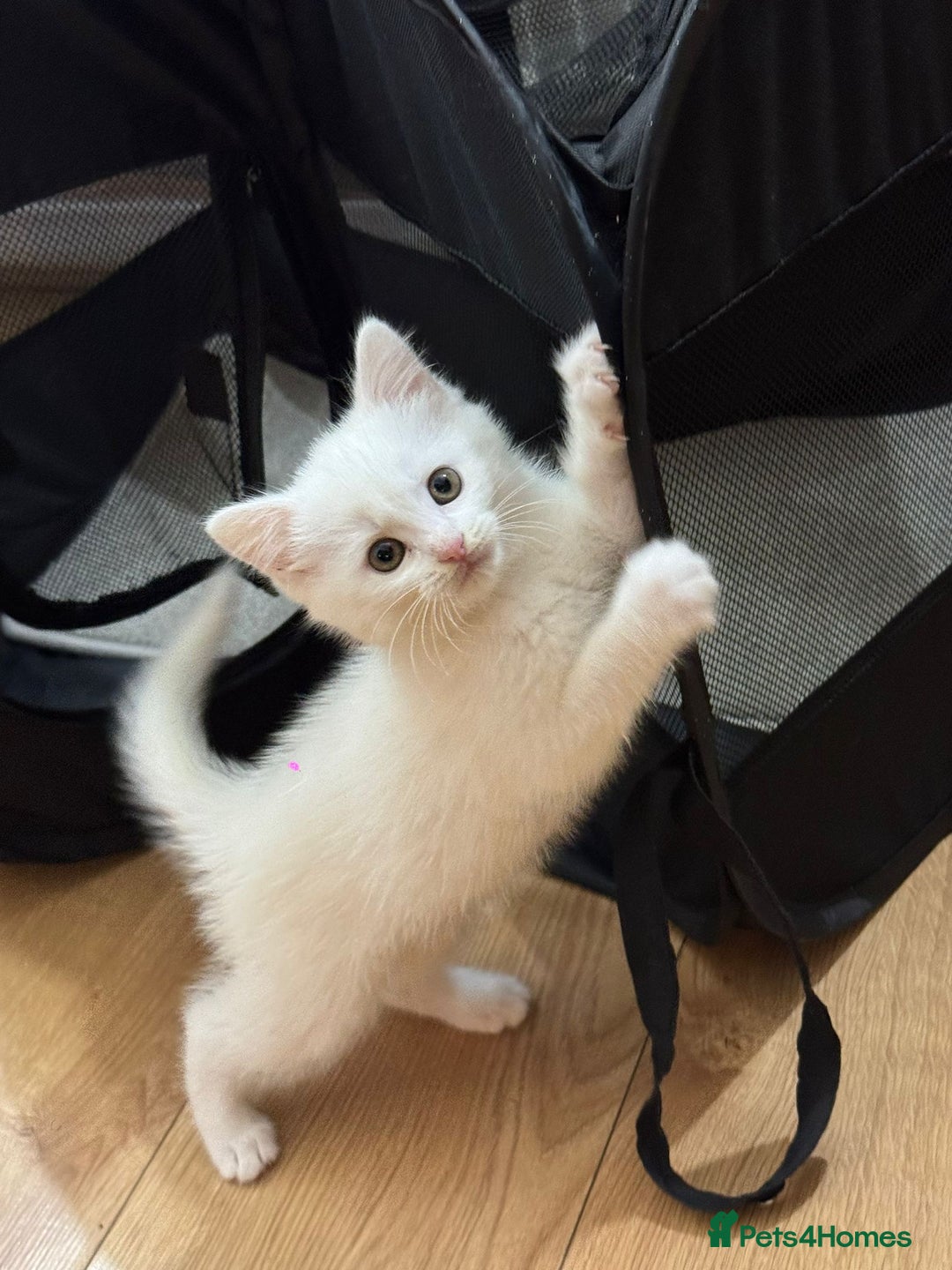 Scottish Fold cats for sale: Scottish fold kittens for sale ready to leave  - Advert 8