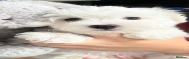 Maltese 1