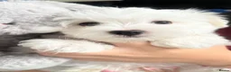 Maltese dogs for sale: Maltese puppy’s  - Advert 4