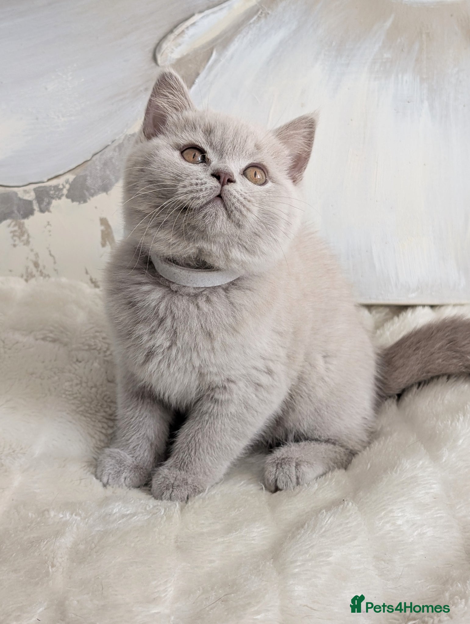 Scottish Fold cats Beautiful lilac kittens looking for home✨😻 - Advert 2
