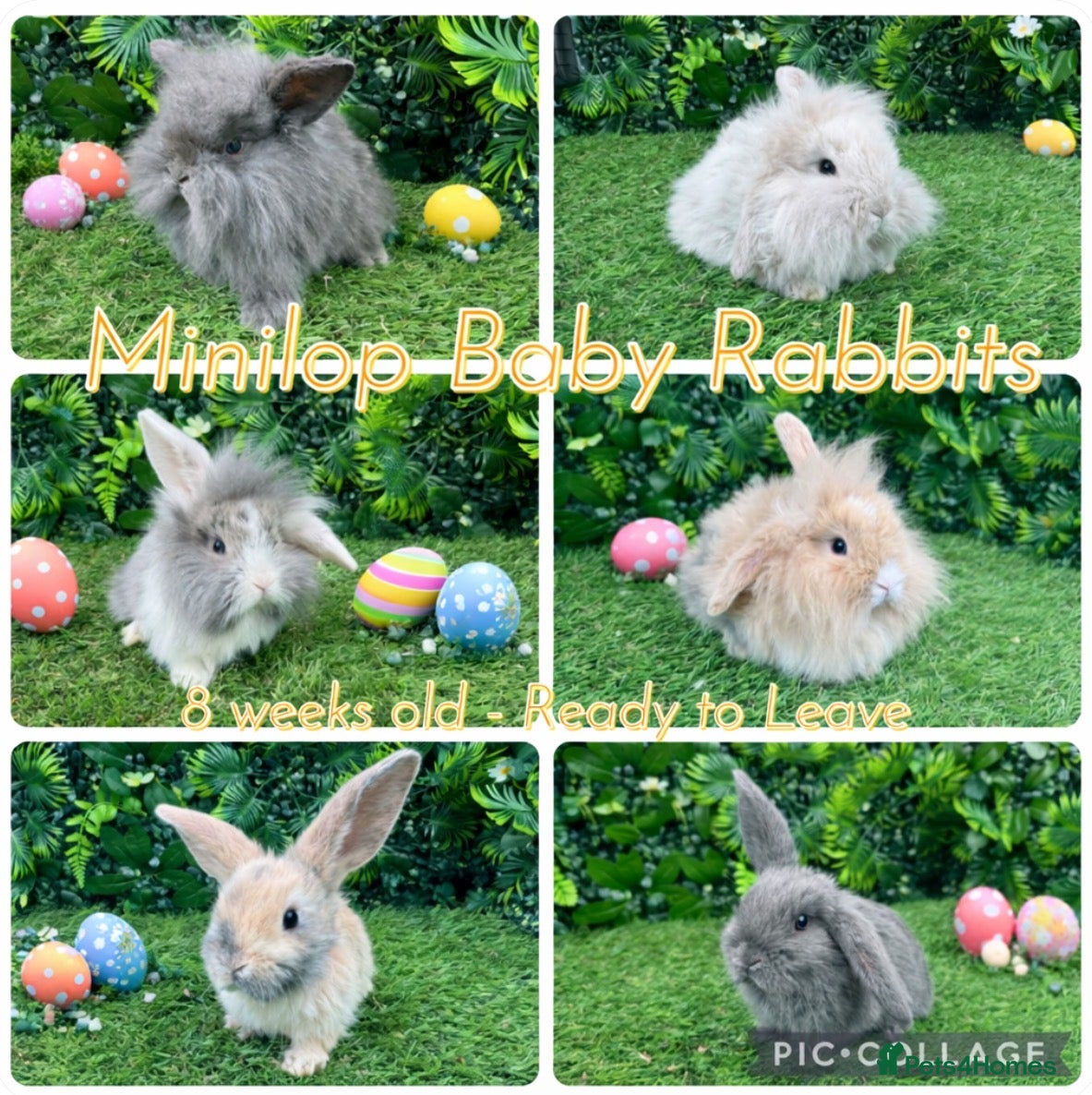 Mini Lop rabbits Mini lop rabbits 8 weeks old  - Advert 4
