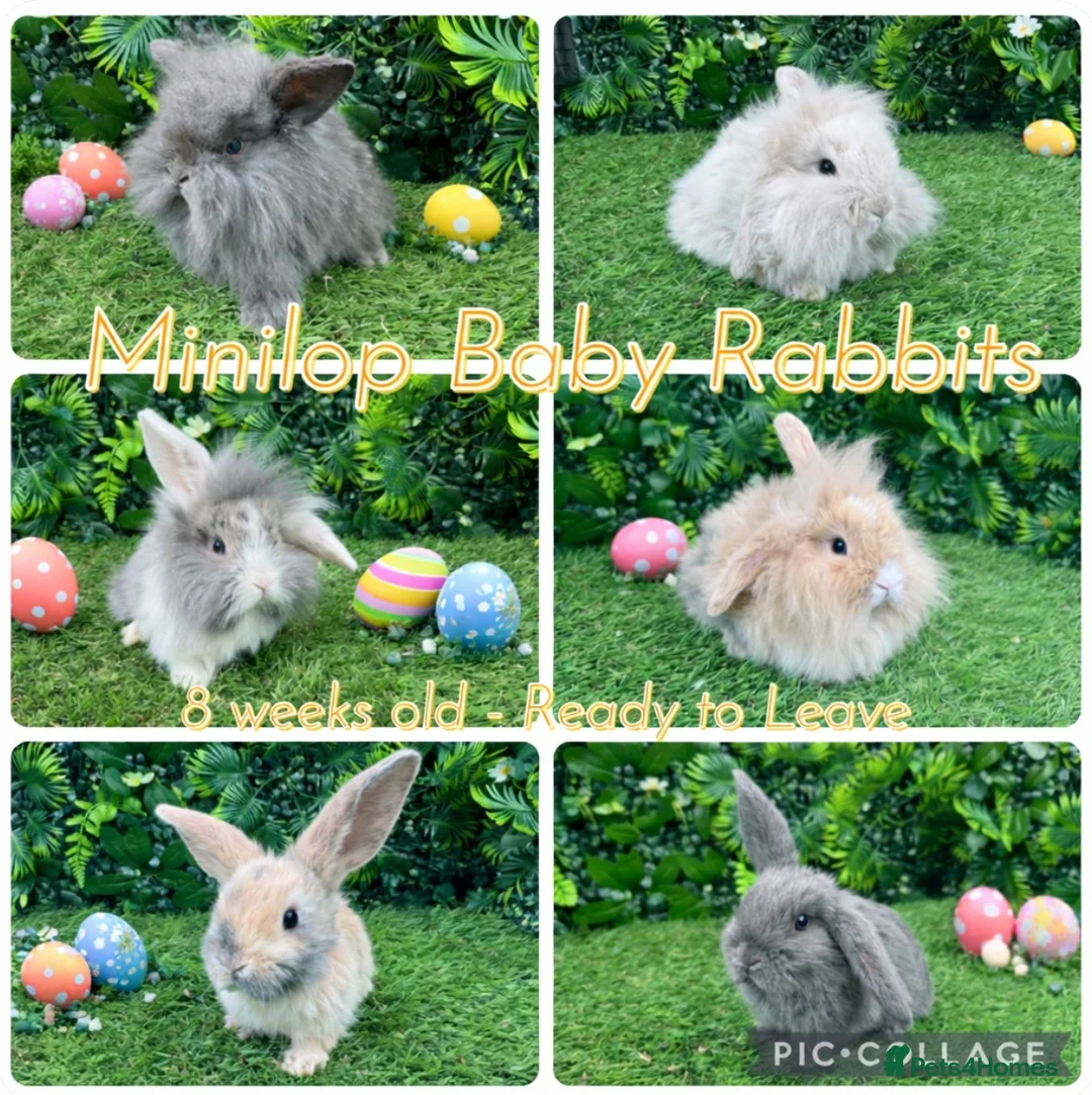 Mini Lop rabbits for sale: Mini lop rabbits 8 weeks old  - Advert 1
