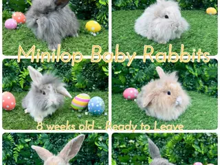 Mini Lop rabbits Mini lop rabbits 8 weeks old - Advert 1