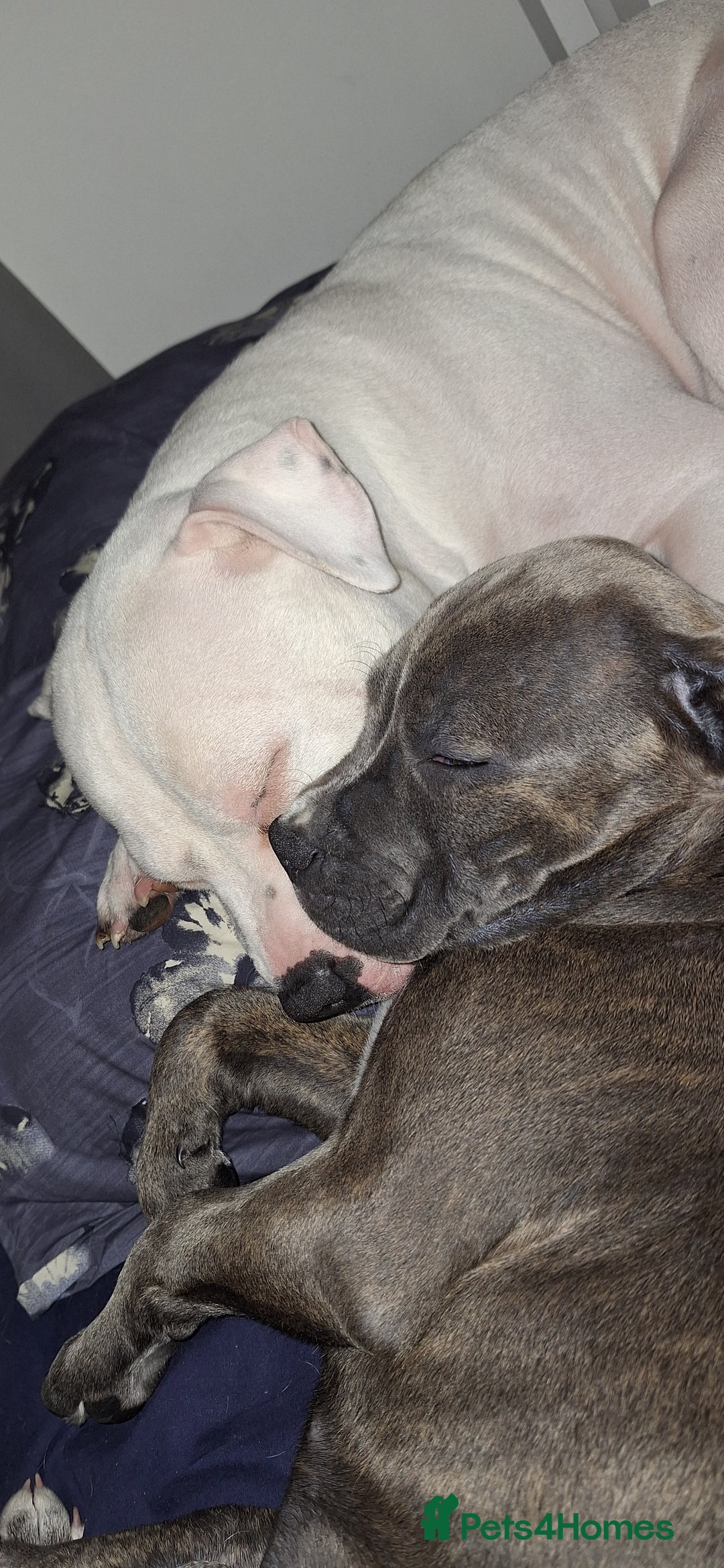 Mixed Breed dogs for sale: Looking for a safe, loving home for one dog - Advert 10