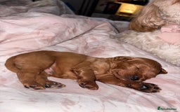 Cavapoo dogs for sale: Cavapoos - Image 4