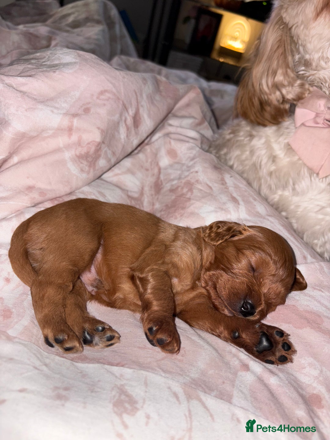 Cavapoo dogs for sale: Cavapoos - Image 4