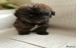 Mixed Breed dogs for sale: Shih-Poo or Shoodle - Image 20