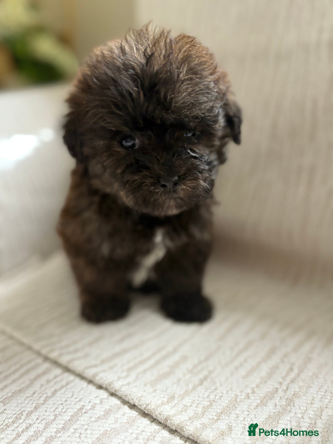 Mixed Breed dogs for sale: Shih-Poo or Shoodle - Image 20