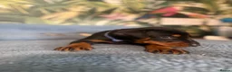 Dobermann dogs for sale: INTERNATIONAL CHAMPION EUROPEAN DOBERMANNS  - Advert 27