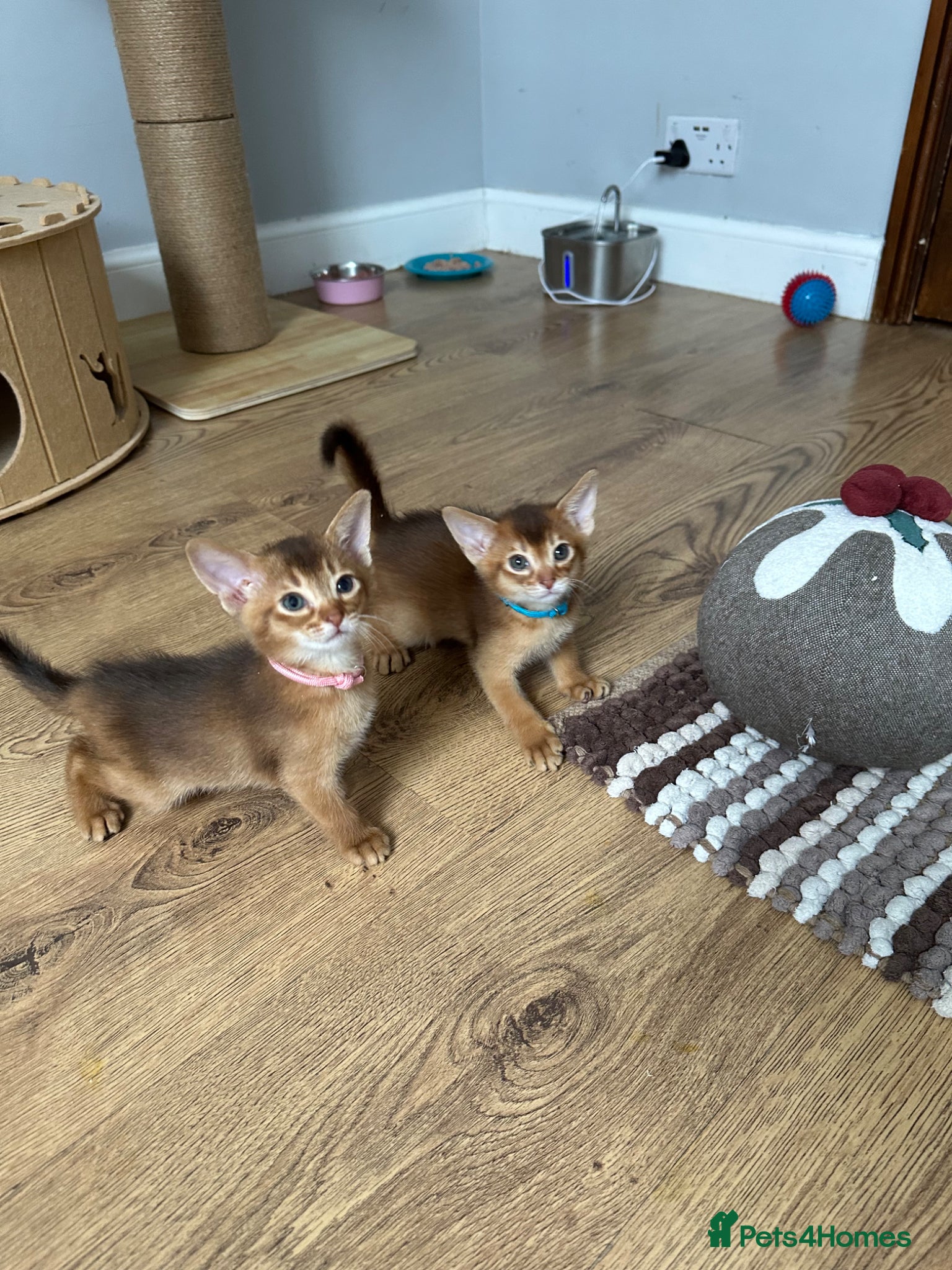 Abyssinian cats for sale: Abyssinian kittens  - Advert 30
