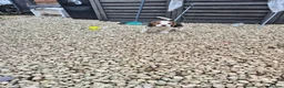 Beagle dogs for sale: Beagle Boy puppy  - Advert 7