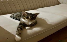 Domestic Shorthair cats for sale: Kittens - Image 4