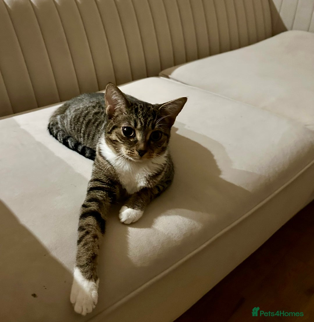 Domestic Shorthair cats for sale: Kittens - Image 4
