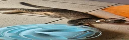 Mixed Breed cats for sale: Abyssinian x kittens  - Advert 10