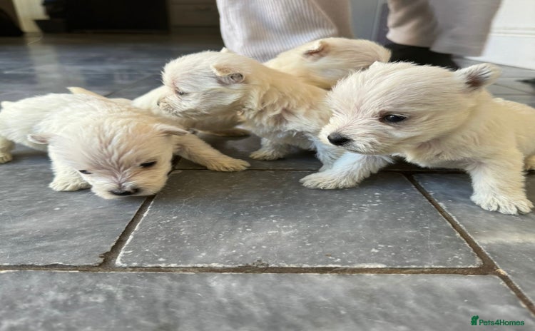 West Highland Terrier dogs - Advert 1