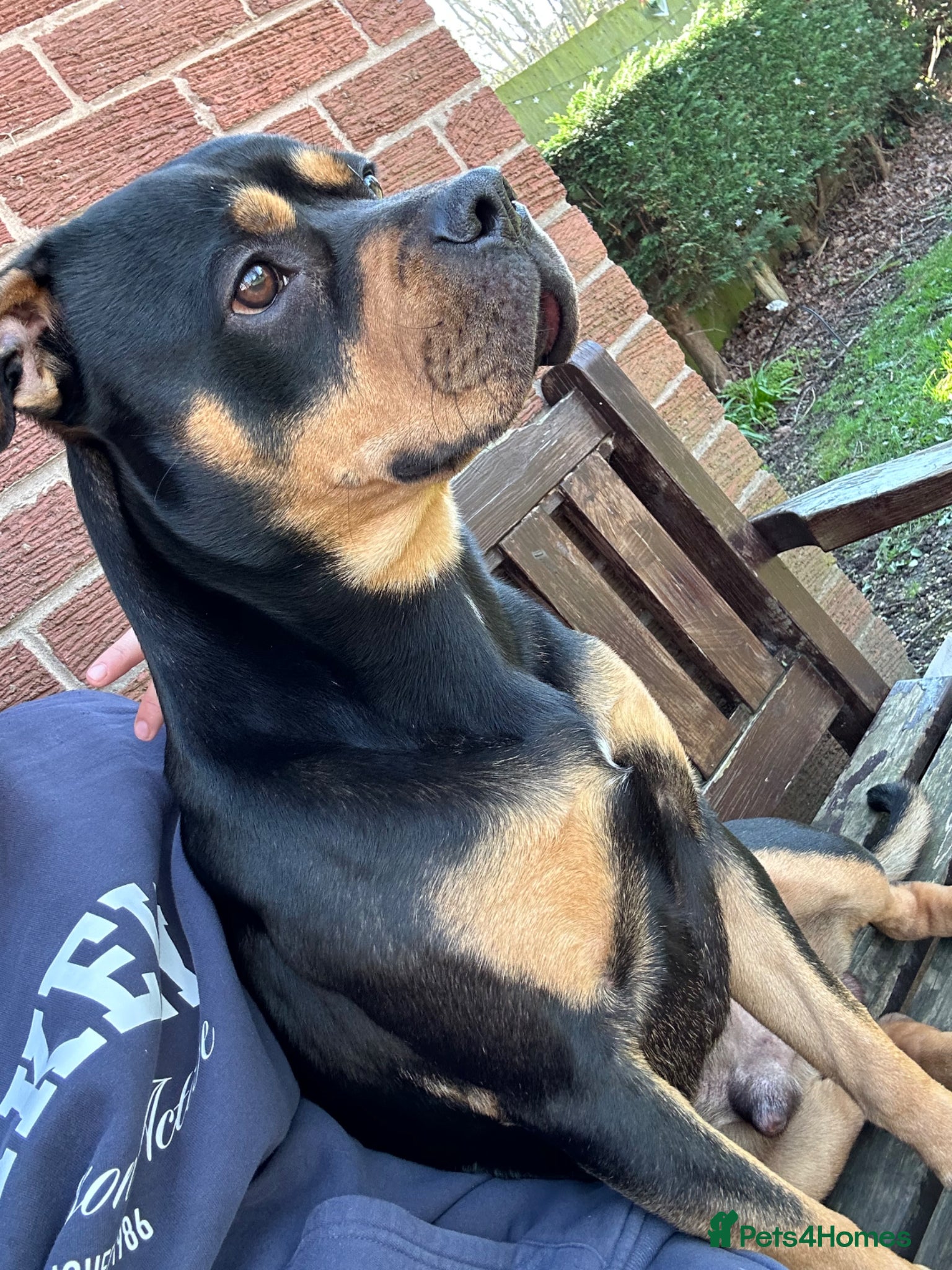 Mixed Breed dogs Ziggy Rottweiler cross - Advert 1