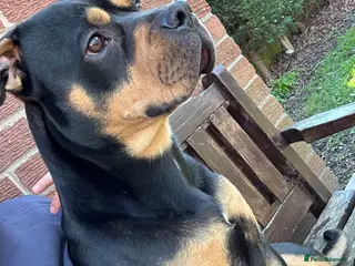 Mixed Breed dogs Ziggy Rottweiler cross - Advert 1