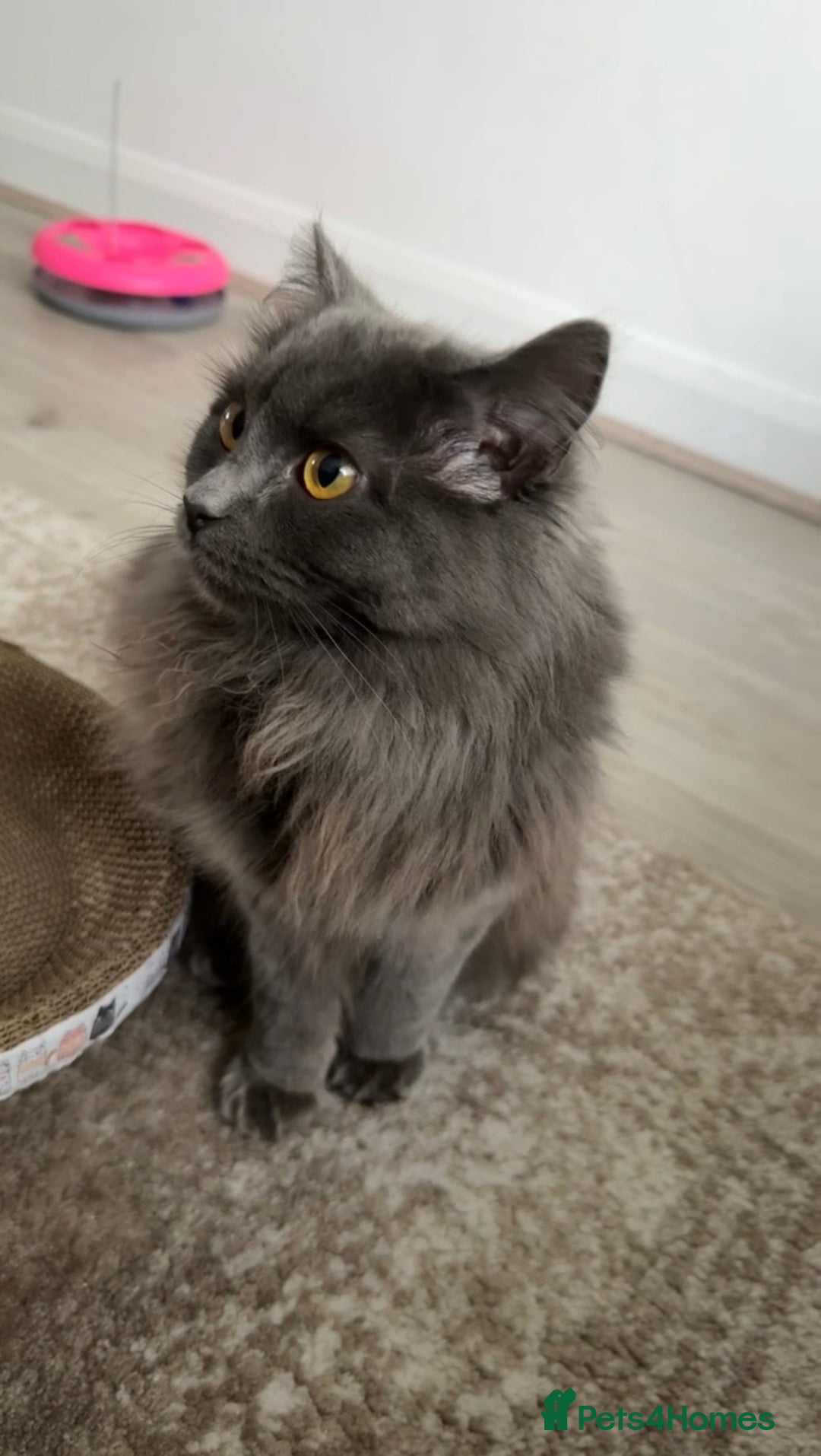 Nebelung cats for sale: My gorgeous cat for sale - Advert 2
