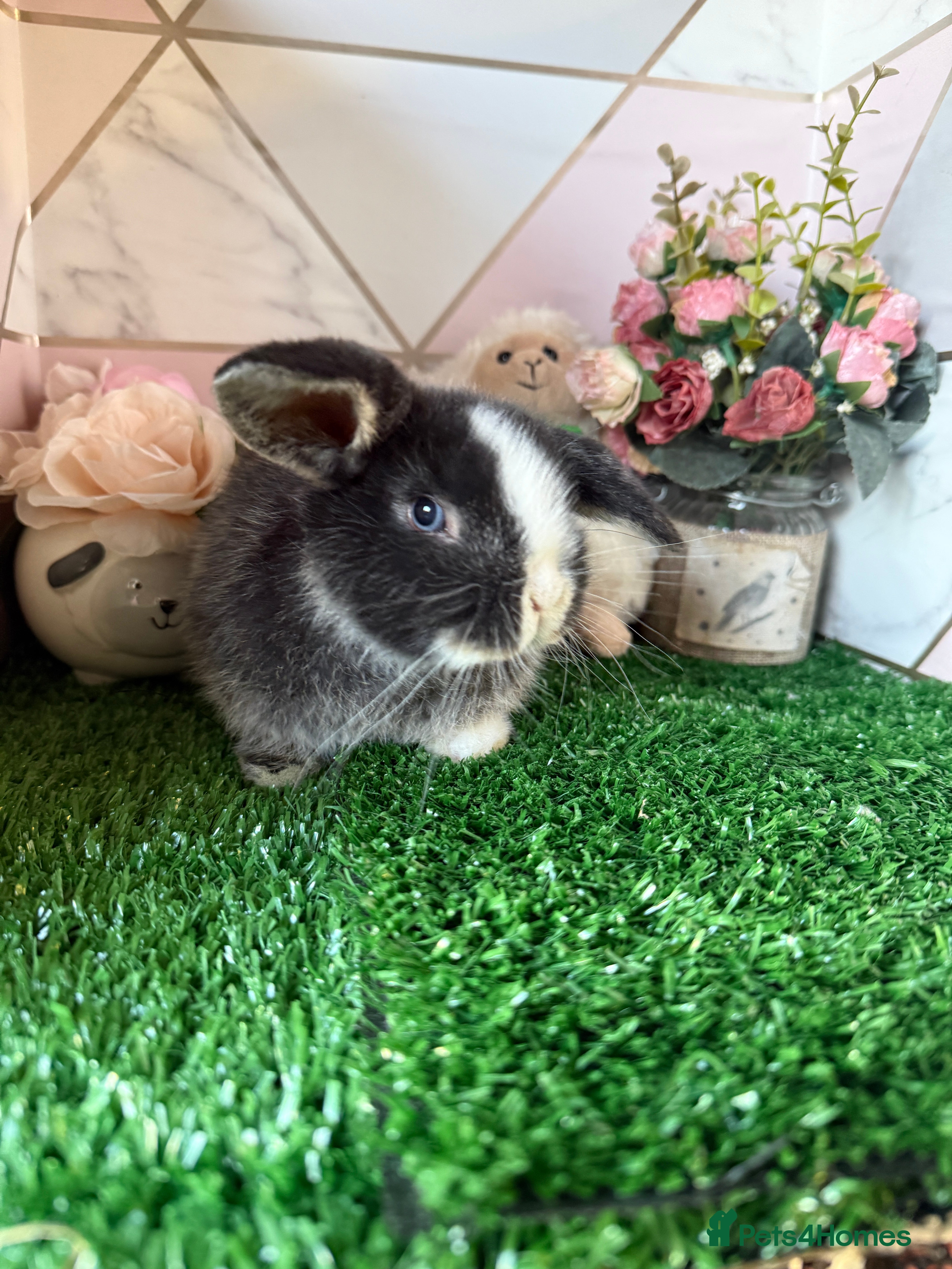 Mini Lop rabbits Beautiful Baby Rabbits Looking for new Homes 🐰 - Advert 2