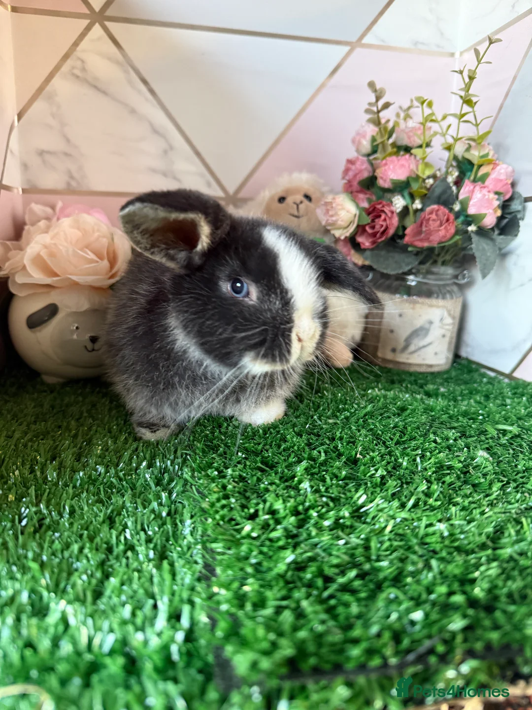 Mini Lop rabbits for sale: Beautiful Baby Rabbits Looking for new Homes 🐰 in Belper - Advert 1