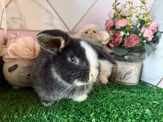 Mini Lop rabbits Beautiful Baby Rabbits Looking for new Homes 🐰 - Advert 2