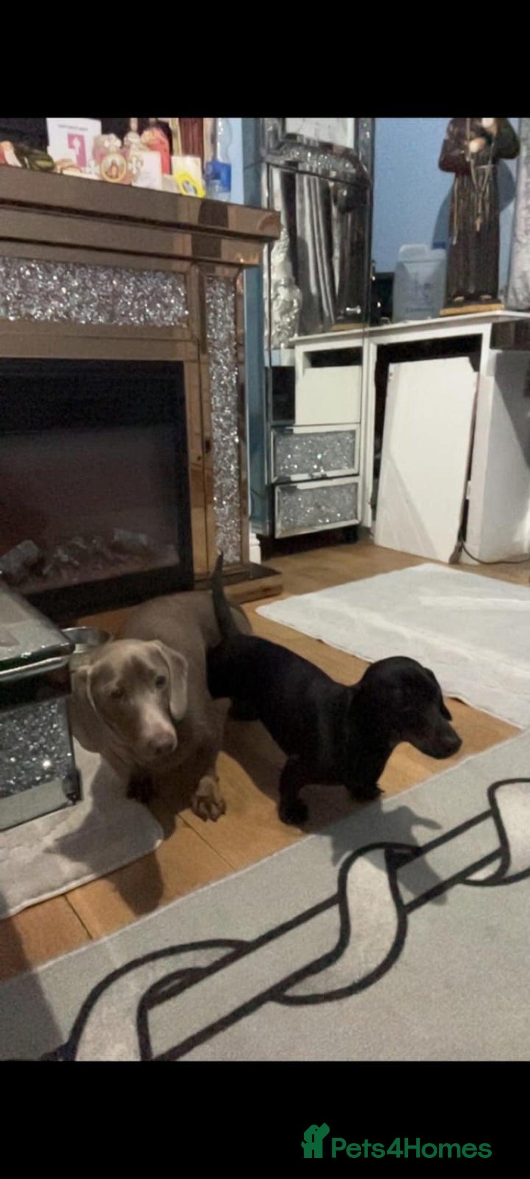 Miniature Dachshund dogs for sale: Miniature daschund  - Advert 4