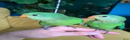 Parakeets birds for sale: RARE Baby tame superb parakeets  - Advert 2